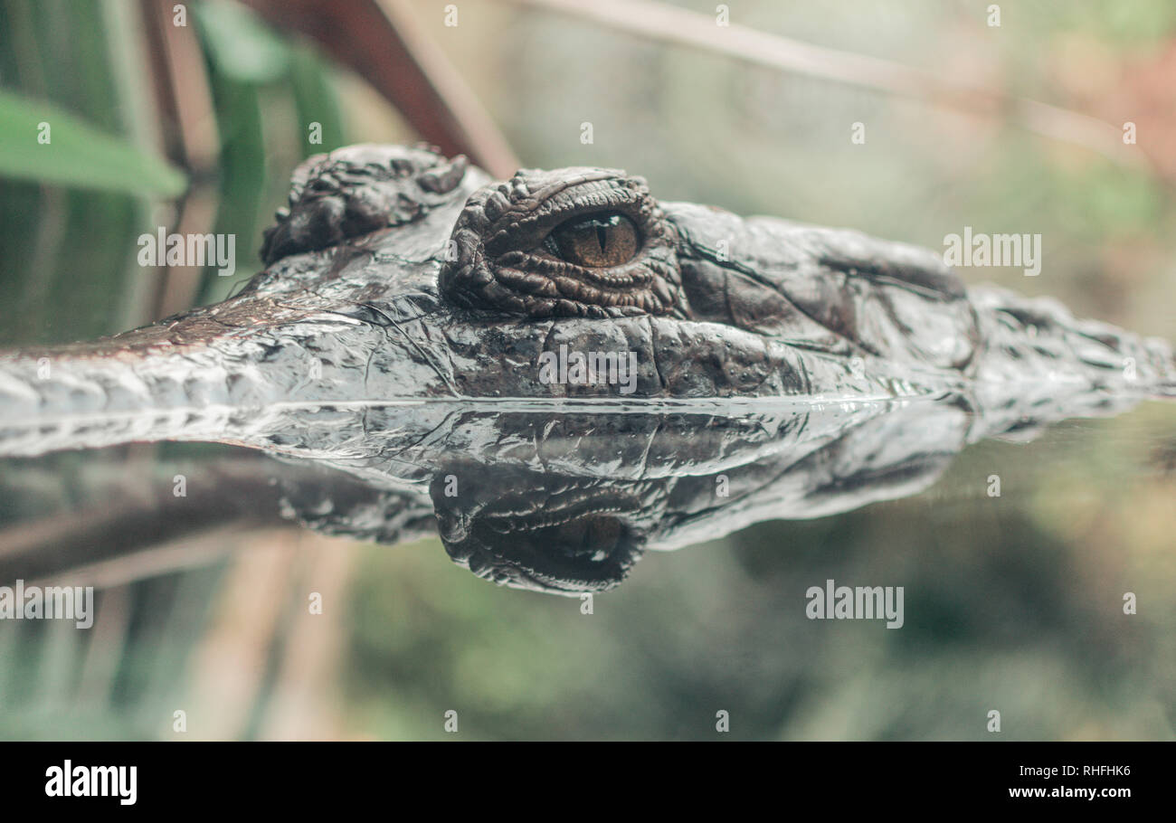 Beau portrait de crocodile à la réflexion. Portraits de la faune Banque D'Images