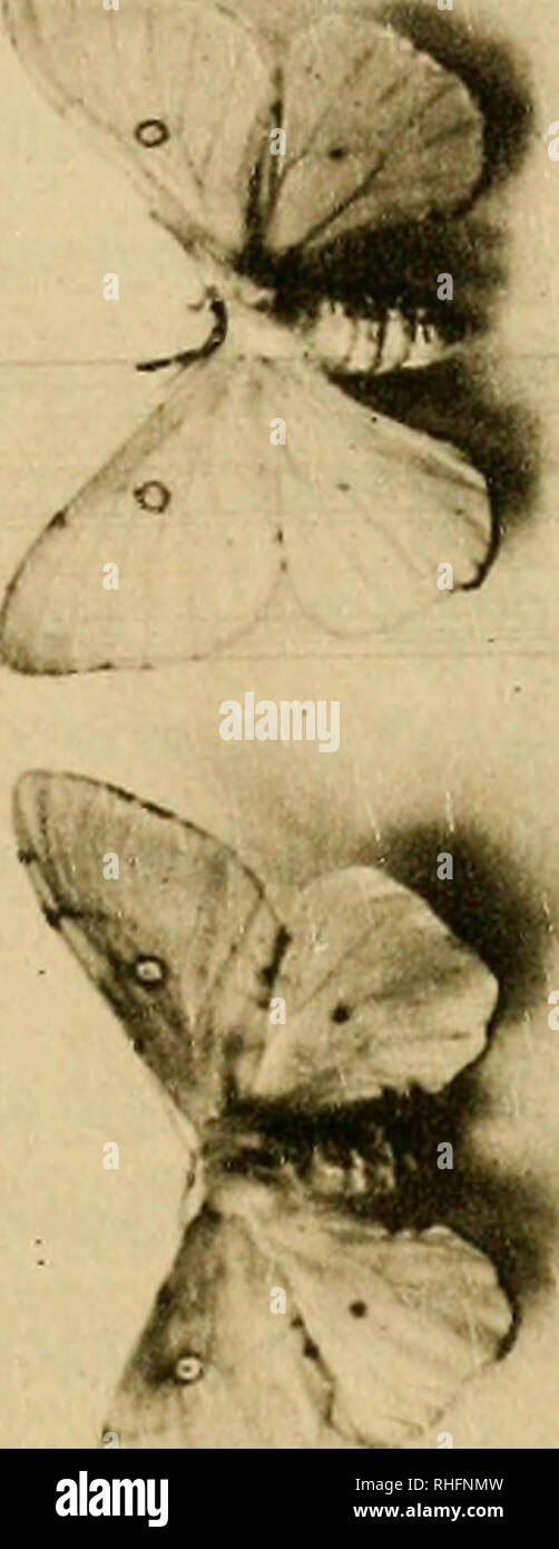 . Boletín del Museo Nacional de Chile. L'histoire naturelle. . Veuillez noter que ces images sont extraites de la page numérisée des images qui peuvent avoir été retouchées numériquement pour plus de lisibilité - coloration et l'aspect de ces illustrations ne peut pas parfaitement ressembler à l'œuvre originale.. Museo Nacional de Chile. Santiago du Chili : Museo Nacional de Chile Banque D'Images