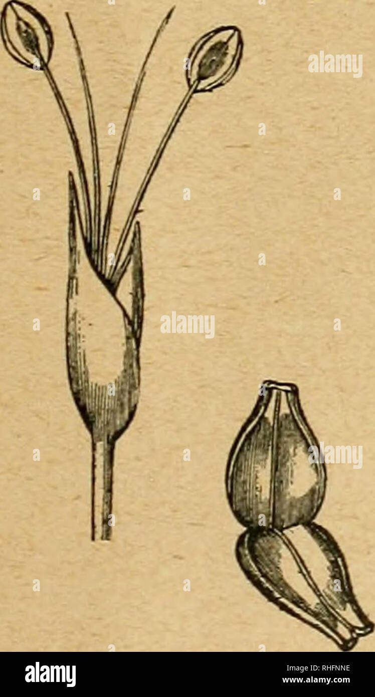 . Boletín del Museo Nacional de Chile. L'histoire naturelle. 9. Veuillez noter que ces images sont extraites de la page numérisée des images qui peuvent avoir été retouchées numériquement pour plus de lisibilité - coloration et l'aspect de ces illustrations ne peut pas parfaitement ressembler à l'œuvre originale.. Museo Nacional de Chile. Santiago du Chili : Museo Nacional de Chile Banque D'Images