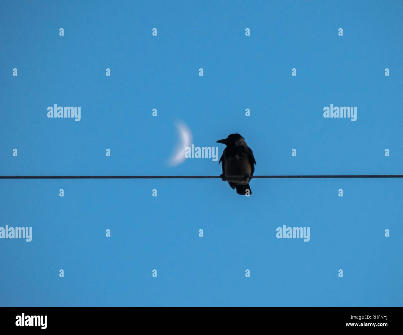 Pointage des oiseaux la lune. L'espace pour texte - image Banque D'Images