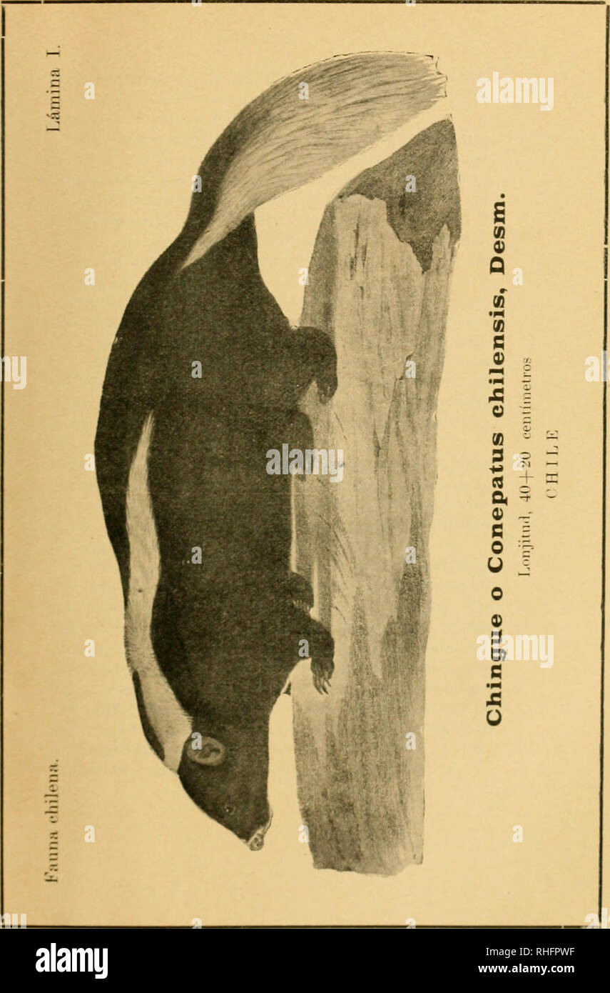 . Boletín del Museo Nacional de Chile. L'histoire naturelle. . Veuillez noter que ces images sont extraites de la page numérisée des images qui peuvent avoir été retouchées numériquement pour plus de lisibilité - coloration et l'aspect de ces illustrations ne peut pas parfaitement ressembler à l'œuvre originale.. Museo Nacional de Chile. Santiago du Chili : Museo Nacional de Chile Banque D'Images