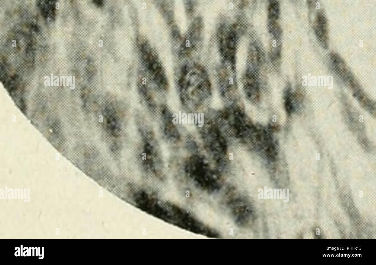 . Boletín de la Sociedad Española de Biología. La biologie. ^ w. Veuillez noter que ces images sont extraites de la page numérisée des images qui peuvent avoir été retouchées numériquement pour plus de lisibilité - coloration et l'aspect de ces illustrations ne peut pas parfaitement ressembler à l'œuvre originale.. Sociedad Española de biología ; Sociedad Española de biología. Madrid. Sociedad de Biología Espanñola Banque D'Images