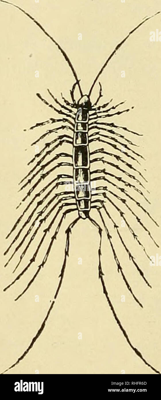 . Boletín del Museo Nacional de Chile. L'histoire naturelle. DEL UOLICTIN Anopsobius Jéneros Museo Nacional l fils importantes : l Henicops Lithobius Fam. Scolopendridae.-Cuerpo alargado, compuesto de 21 a 23 je anillos otros tantos pares de patas, siendo el último par mas largo. Co- munmente 4 ojos, a veces ninguno. Antenas cortas, de 17 à 20 o mas arte- jos. Bi-o inarticulados Tarsos. Hemiscolopendra Cryptops Cormocephalus Newporti Scolopendi Scolopendropsis d'un Jéneros importantes : Fam. Scutigeridae.-Cuerpo no mui largo. Dos Ojos compuestos. Antenas muchas veces mas largas que el cuerpo je multiarti Banque D'Images