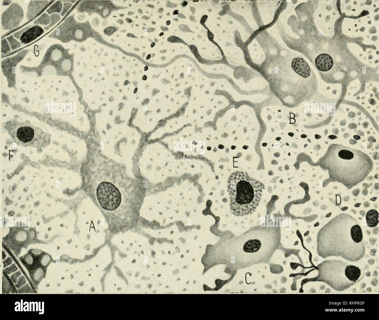 Boleta N De La Sociedad Espana Ola De Biologa A La Biologie P Del Rio Hortega Amina Xg I A A 00 Gt M A 1 A A L I R A