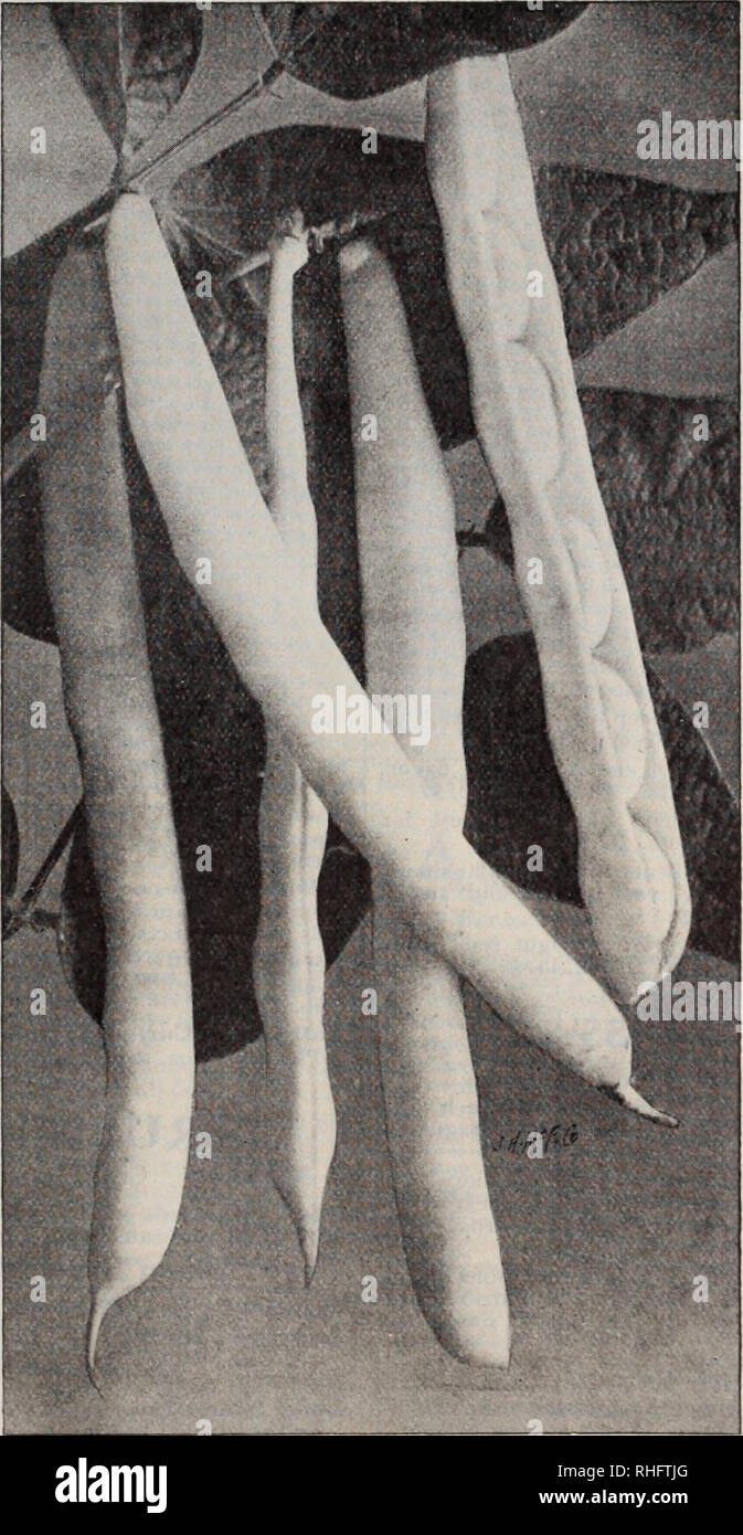 . La qualité Boddington bulbes, graines et plantes / Arthur T. Boddington.. Catalogue des pépinières. UJtlVV ^BODDINGTONS A44K5 GRAINES Burpee's Nouveau Rein De la cire. Pod cire, nain ou les haricots nains de paquets de toutes les variétés de haricots 10 cts. chaque, plus résistantes et plus prolifiques postpaid tlian KidiievWax^ populaires de Wardwell, avec beau même les gousses, de meilleure qualité. Pt. 36c., qt. 60'cts. 2 qts. $1.10, Xpk. $2, PK. 3,76 $. Hodson cire. '^»^^ les gousses sont à la fin de l'affinage et sont exceptionnellement ' gratuitement à partir de l'épi ou la rouille. Pkt. 15 cts , pt. 20 cts. qt. 35 cts.^J, pk. $1, PK. Keeney's Rustless cire. Un vigort)US wa.K-variété en azimut Banque D'Images