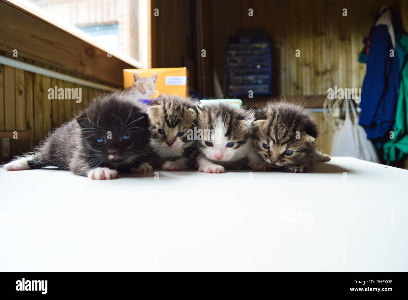 Quatre chatons dans l'abri de jardin Banque D'Images