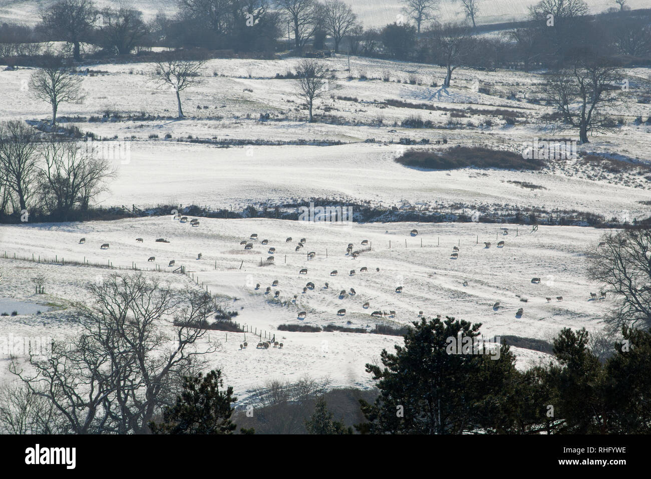 Le point de vue de Park à pied à Shaftesbury dans toute la vallée de Blackmore avec alimentation de moutons dans les champs après la neige et le gel. Shaftesbury, ni Banque D'Images