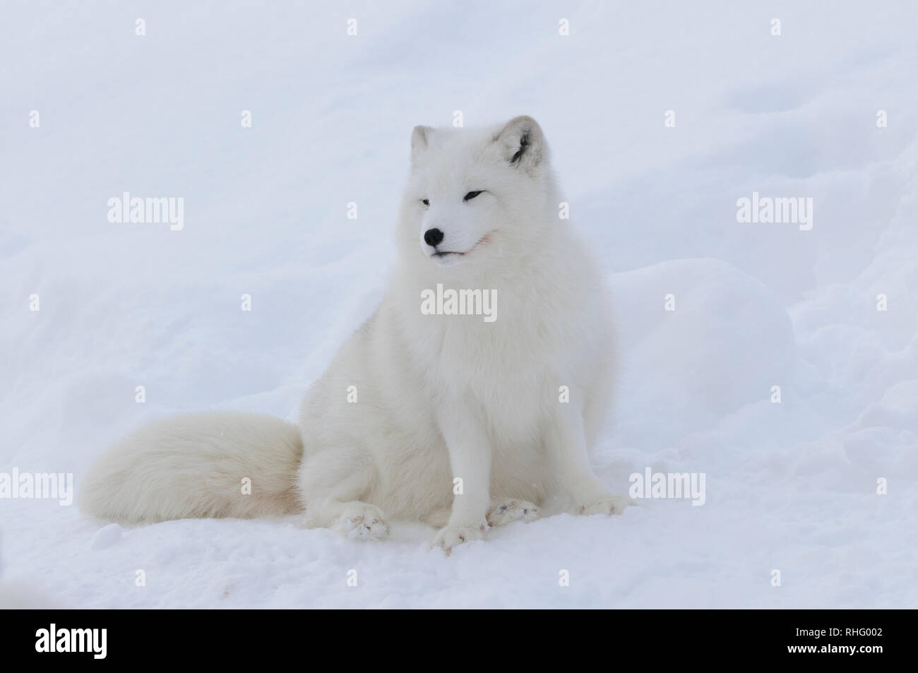 Le renard arctique avec manteau d'hiver blanc dans la neige dans le nord de la Norvège Banque D'Images