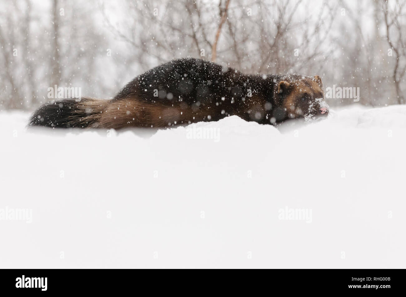 Wolverine dans la neige en zoo polaire dans le nord de la Norvège Banque D'Images