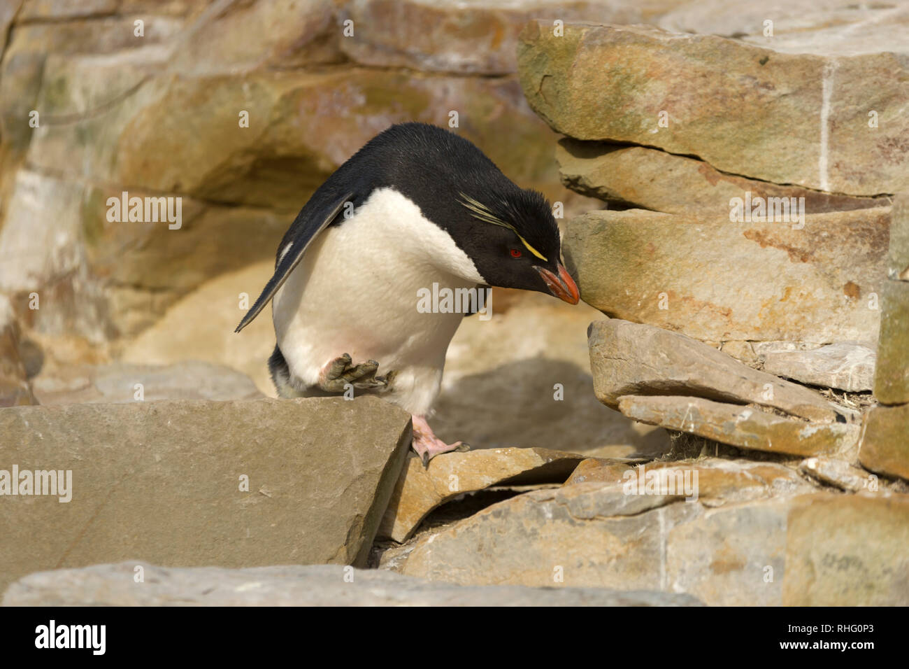 Rockhopper Penguin Eudyptes chrysocome pontage des rochers île sealion Iles Falkland Banque D'Images