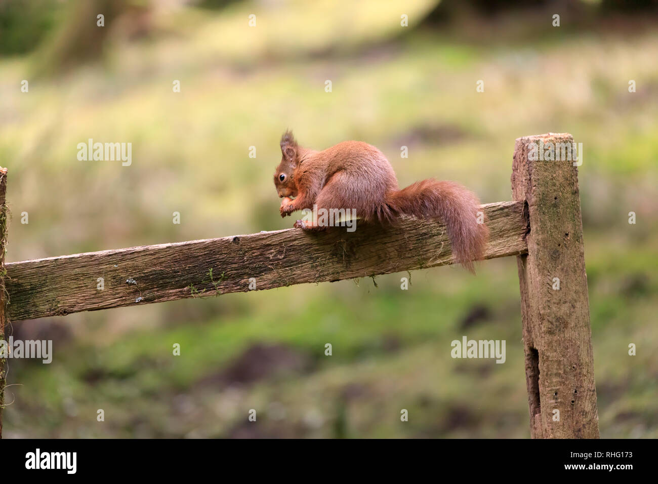 L'Écureuil roux, Sciurus vulgaris, sur une clôture en bois rustique Banque D'Images