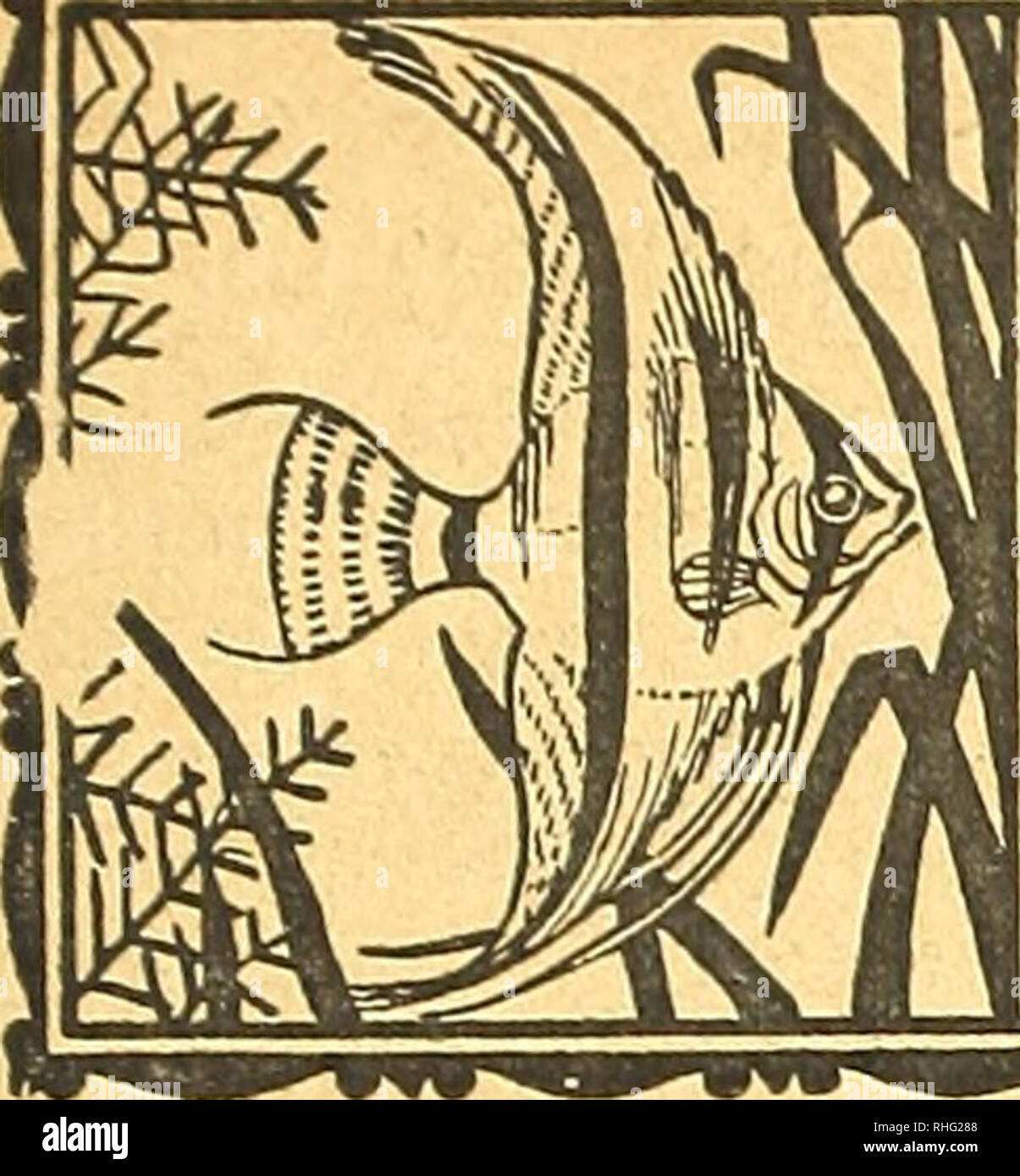 . Blätter für Aquarien und- Terrarien-Kunde. MJb II". 3tr. 1 ^queimotv vinö für- VlVttPWH'. Veuillez noter que ces images sont extraites de la page numérisée des images qui peuvent avoir été retouchées numériquement pour plus de lisibilité - coloration et l'aspect de ces illustrations ne peut pas parfaitement ressembler à l'œuvre originale.. Stuttgart Banque D'Images