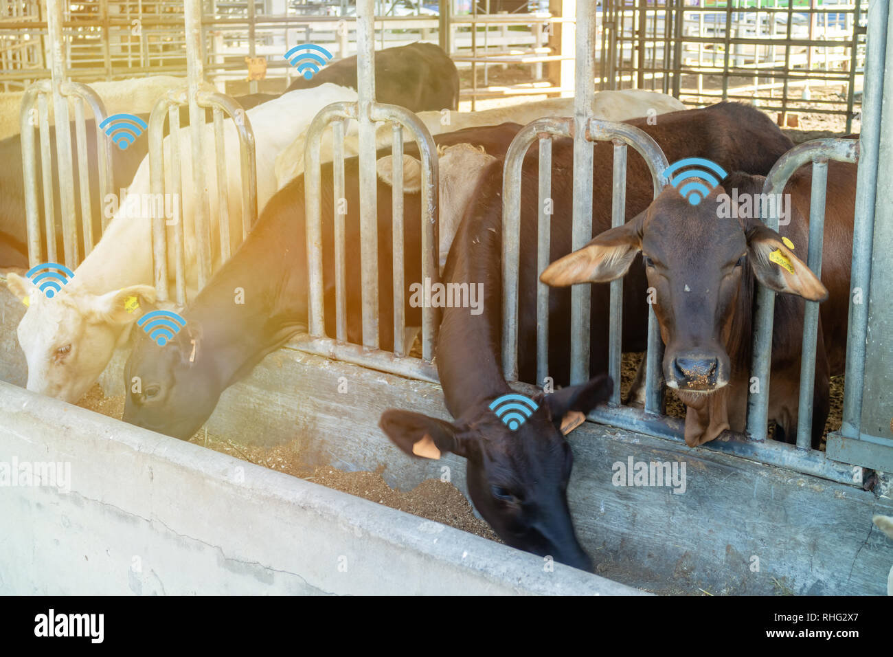 La bulle des données chat ou wifi la détecter par technologie futuriste dans smart agriculture, élevage, vache ferme avec l'intelligence artificielle pour l'amélioration de yiel Banque D'Images