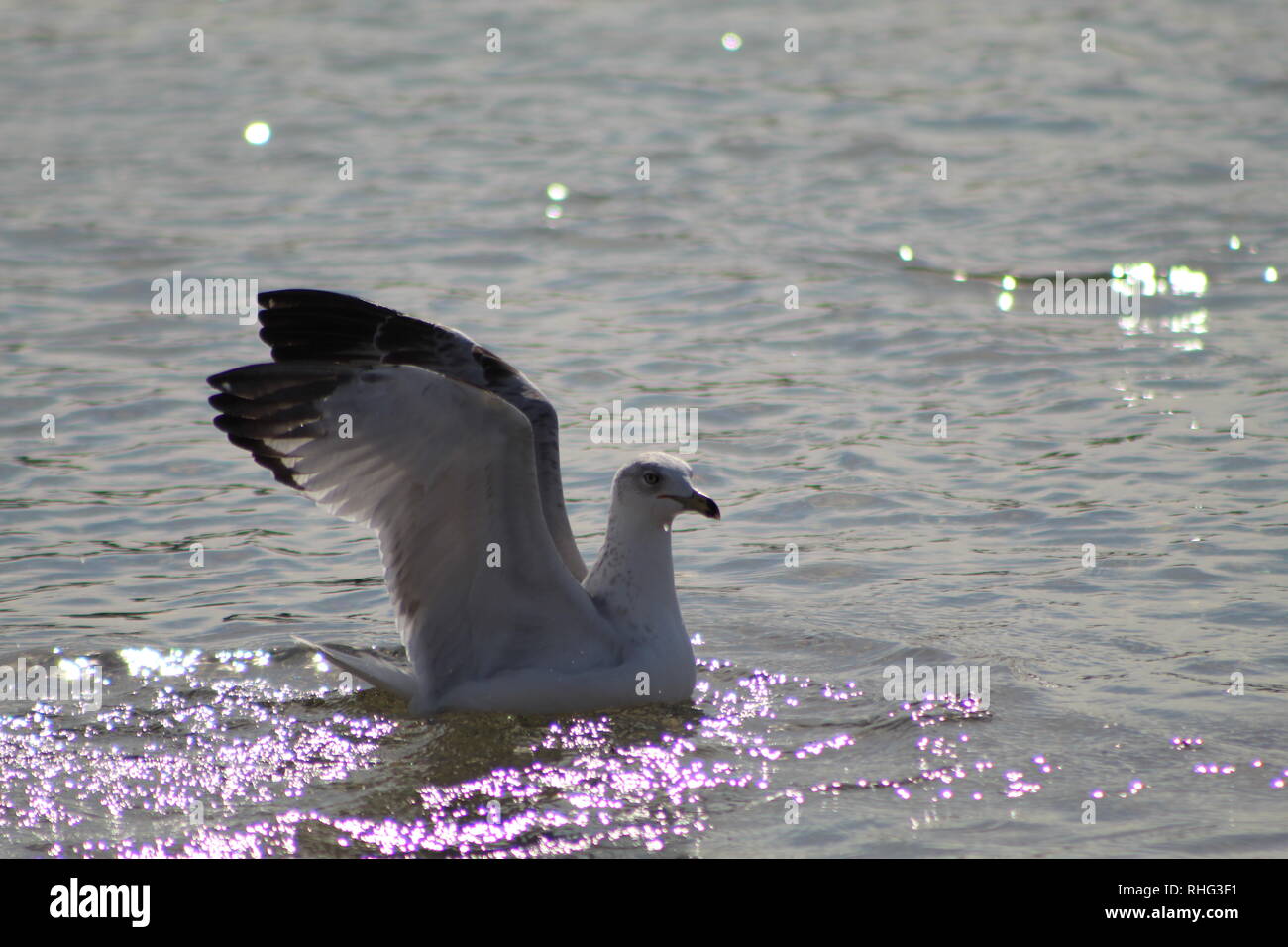 Les oiseaux sur le fleuve Colorado Banque D'Images