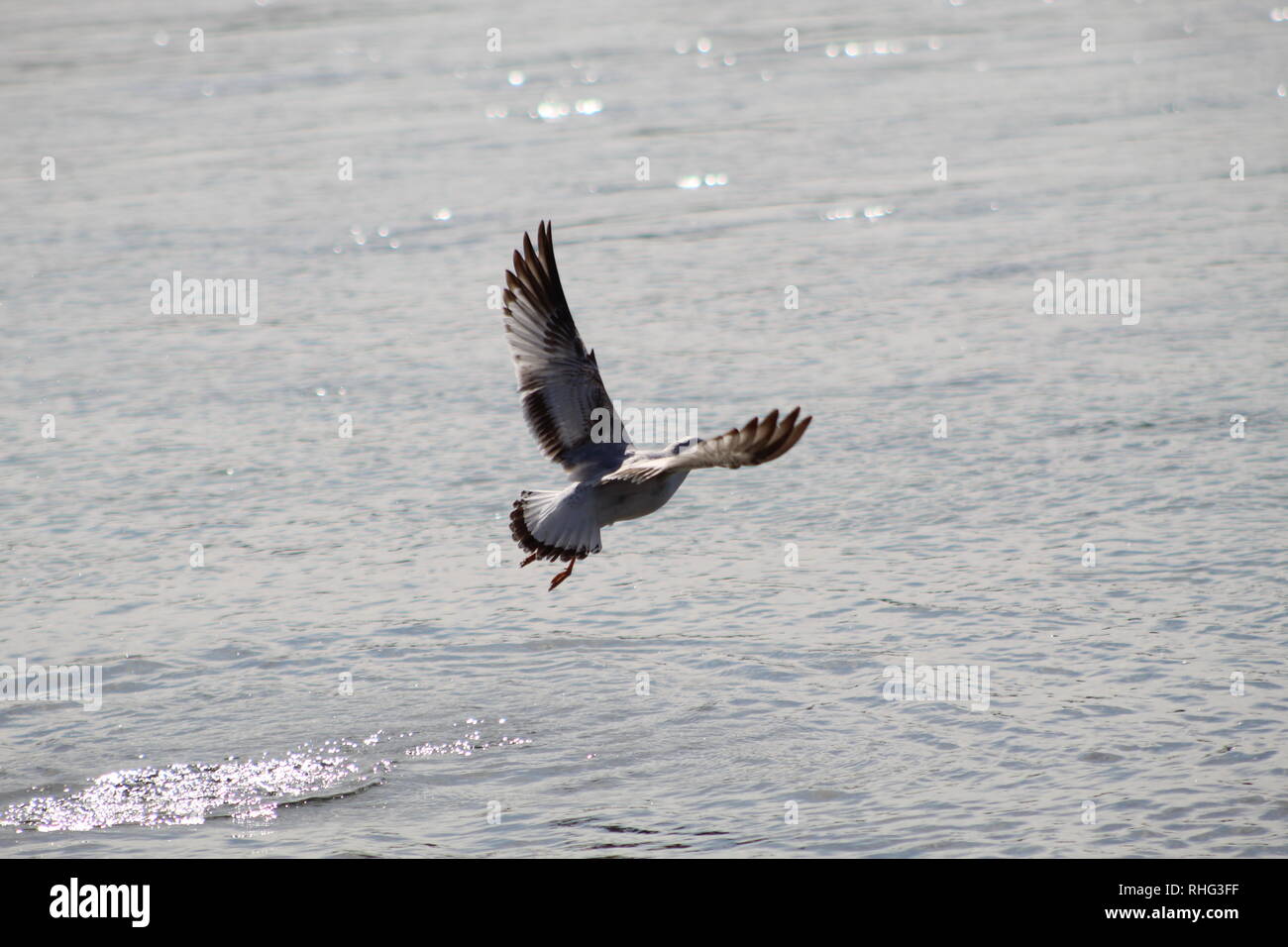 Les oiseaux sur le fleuve Colorado Banque D'Images