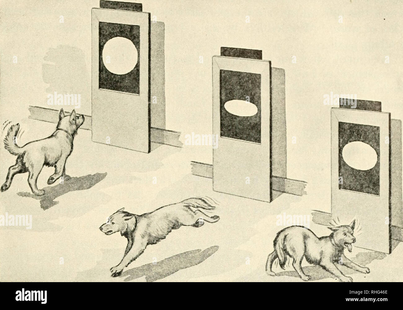 . La biologie et l'homme. Biologie ; les êtres humains. ^ »•^^.- CE ' '^-Si ARTIFICIEL DE PAVLOV Pavlov névrose subordonné l'chien à venir lorsqu'un signal est apparu et certains de s'enfuir à chaque fois qu'un autre signal a été présenté. Alors le signal à go-elliptique a été progressivement réduit et engraissés. Quand le chien ne pouvait pas distinguer les deux signaux, il a agi comme une personne qui ne sait pas s'il est à venir ou d'aller dans n'importe quelle direction, tournant rapidlv maintenant une façon maintenant une autre ; il a crié et gémit, et a donné tous les signes d'être très malheureuse en effet. Ce qui était arrivé à modifier ce chien bien formés Banque D'Images