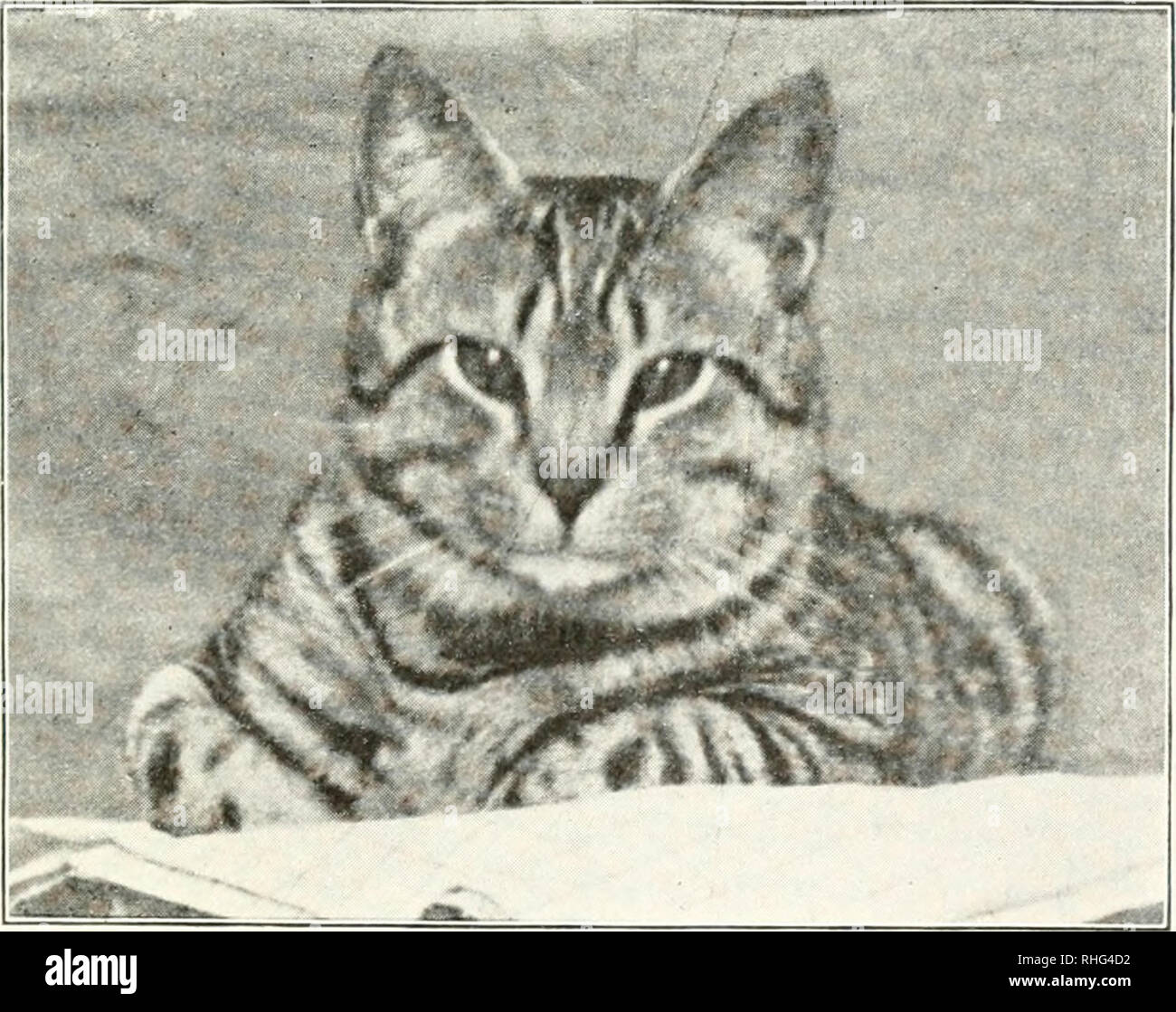 Les Amis Des Oiseaux Un Livre D Oiseaux Pour Les Americains Les Oiseaux Chat Avec Robin Un Chat Qui Ne Veut Pas Tuer Les Oiseaux Qu Il Est Garde Dans Une Cage