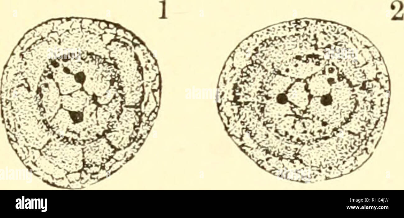 La biologie de la protozoaires. Les protozoaires ; les protozoaires.  Organisation dérivée 97 matin est de même divisé et distribué mais  l'endosome appar- prudemment contient quelques chromatine dans plus d'une  division