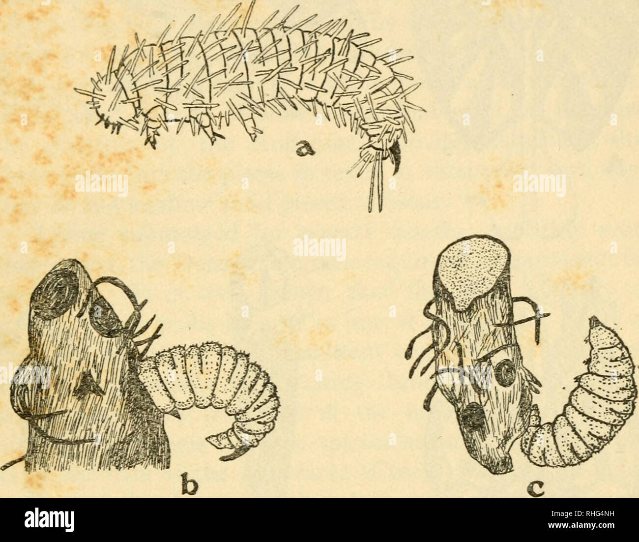 . La biologie des insectes. Les insectes -- Biologie. ADAPTATIONS AUX SAISONS ET HANTE 275 rendez-vous près de l'eau, les insectes allongés de forme gracieuse de sveltes jambes non modifié. L'espèce de ramper sont trouvés Donacia sur les feuilles de nénuphars, potamots, carex, ou d'autres plantes aquatiques ; parfois ils descendre dans l'eau pour de courtes périodes, mais leurs relations avec les plus grands du genre Haemonia sont dit de passer la plus grande partie ou la totalité de leur vie si aucun arrangement spécial submergée pour le transport vers le bas l'air a été détectée dans leur structure. L'oeuf-. FiG. 68.-un, oiDonacia pahnata larves nouvellement écloses, X, 50 ; 6, Banque D'Images