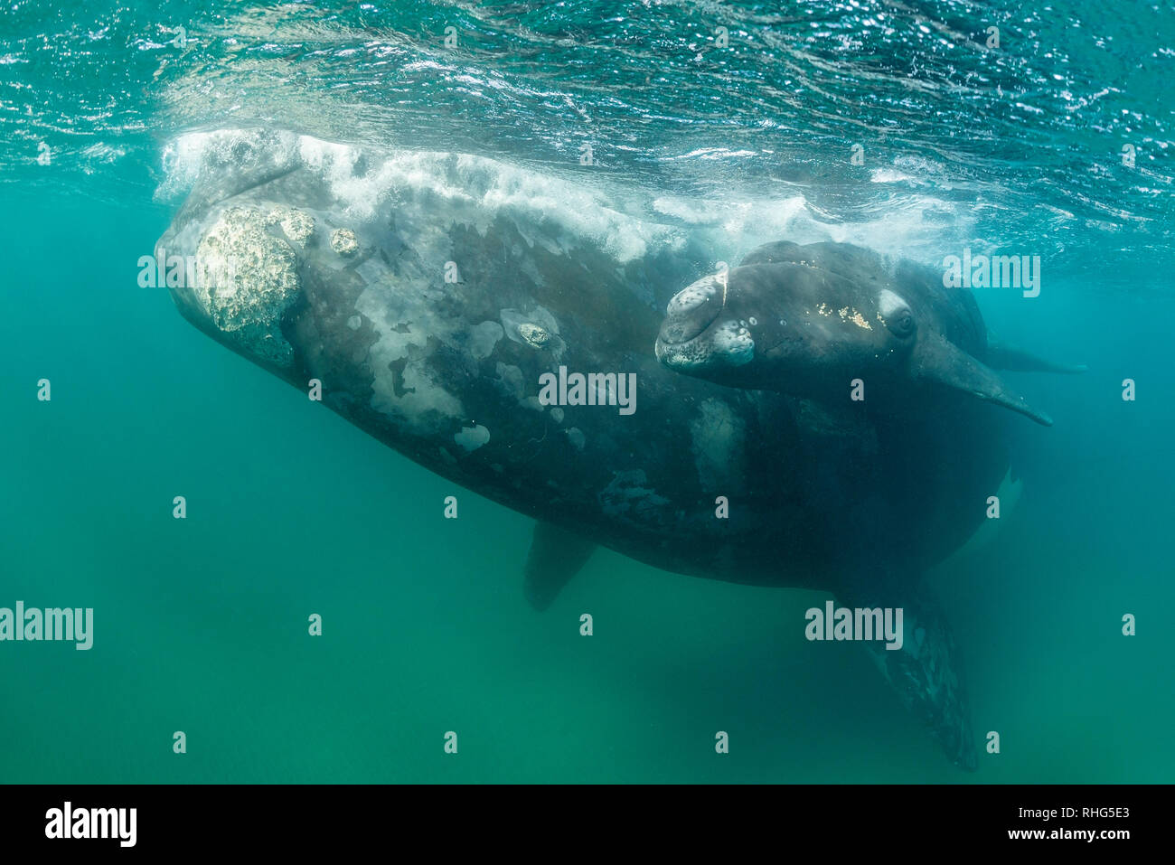 Baleine franche australe et son petit veau dans le golfe Nuevo, la Péninsule de Valdès, l'Argentine, au cours de la saison d'accouplement et de mise bas pour les baleines. Banque D'Images