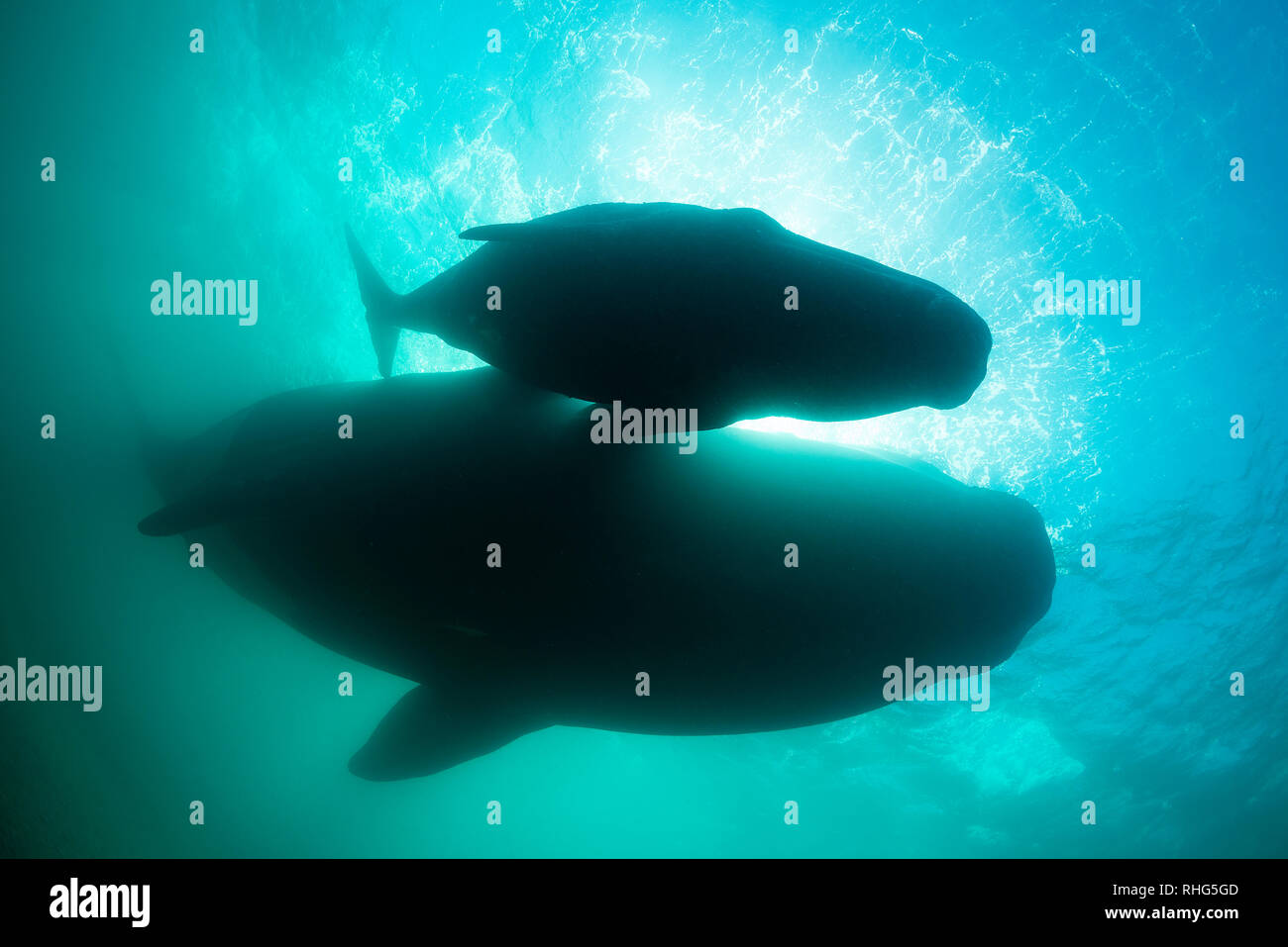 Jusqu'à la comme une baleine australe et son petit bain, frais généraux du golfe Nuevo, la Péninsule de Valdès, l'Argentine durant la période de vêlage et la saison des amours. Banque D'Images