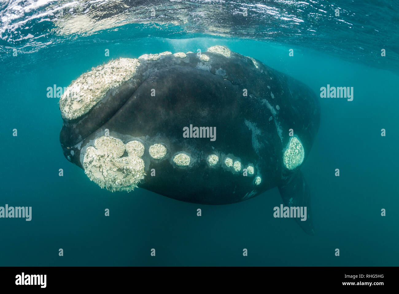 Homme baleine australe close up dans le golfe Nuevo, la Péninsule de Valdès, l'Argentine. Banque D'Images