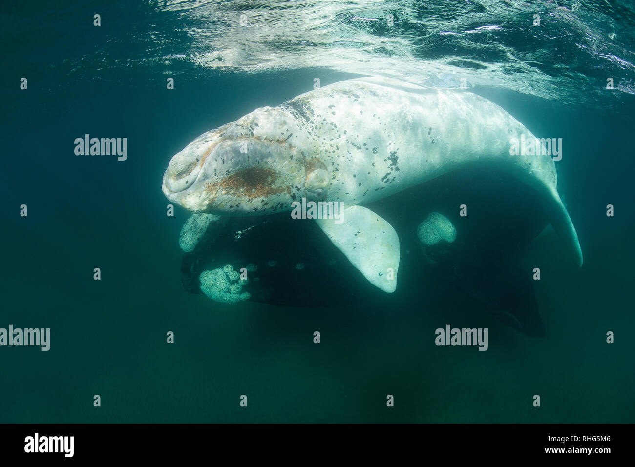 Baleine franche australe et son petit veau blanc dans le golfe Nuevo, la Péninsule de Valdès, l'Argentine, au cours de la saison d'accouplement et de mise bas pour les baleines. Banque D'Images