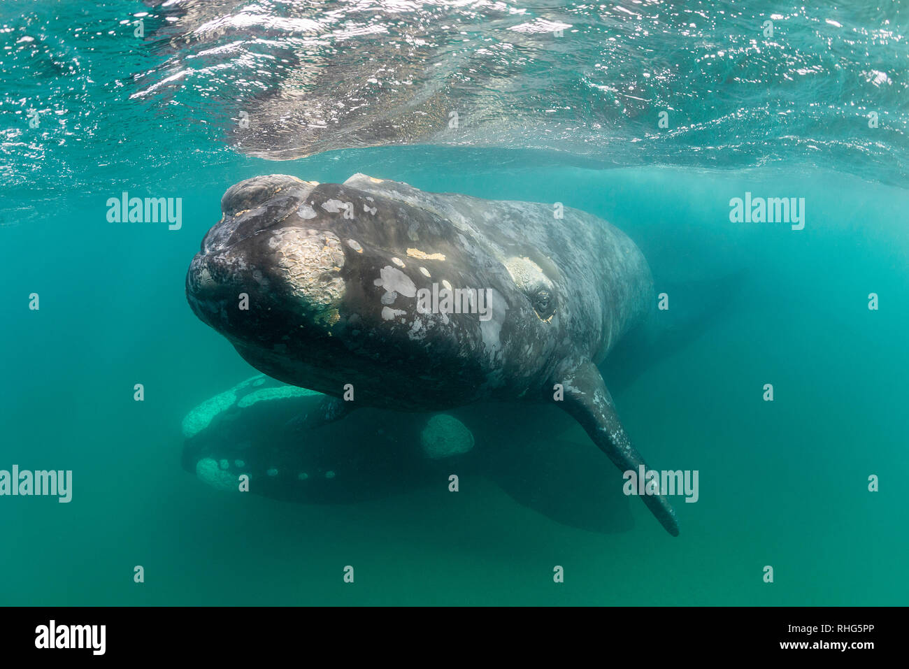 Baleine franche australe et son petit veau dans le golfe Nuevo, la Péninsule de Valdès, l'Argentine, au cours de la saison d'accouplement et de mise bas pour les baleines. Banque D'Images