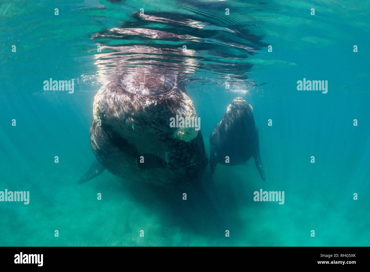 Baleine franche australe et son petit veau dans le golfe Nuevo, la Péninsule de Valdès, l'Argentine, au cours de la saison d'accouplement et de mise bas pour les baleines. Banque D'Images
