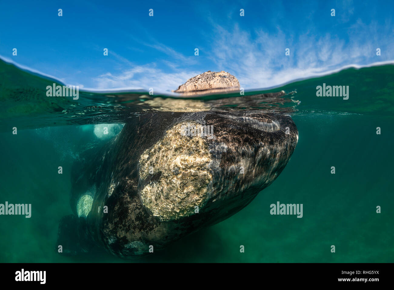 Split shot d'une baleine franche australe dans les eaux protégées peu profondes du golfe Nuevo, la Péninsule de Valdès, l'Argentine. Banque D'Images