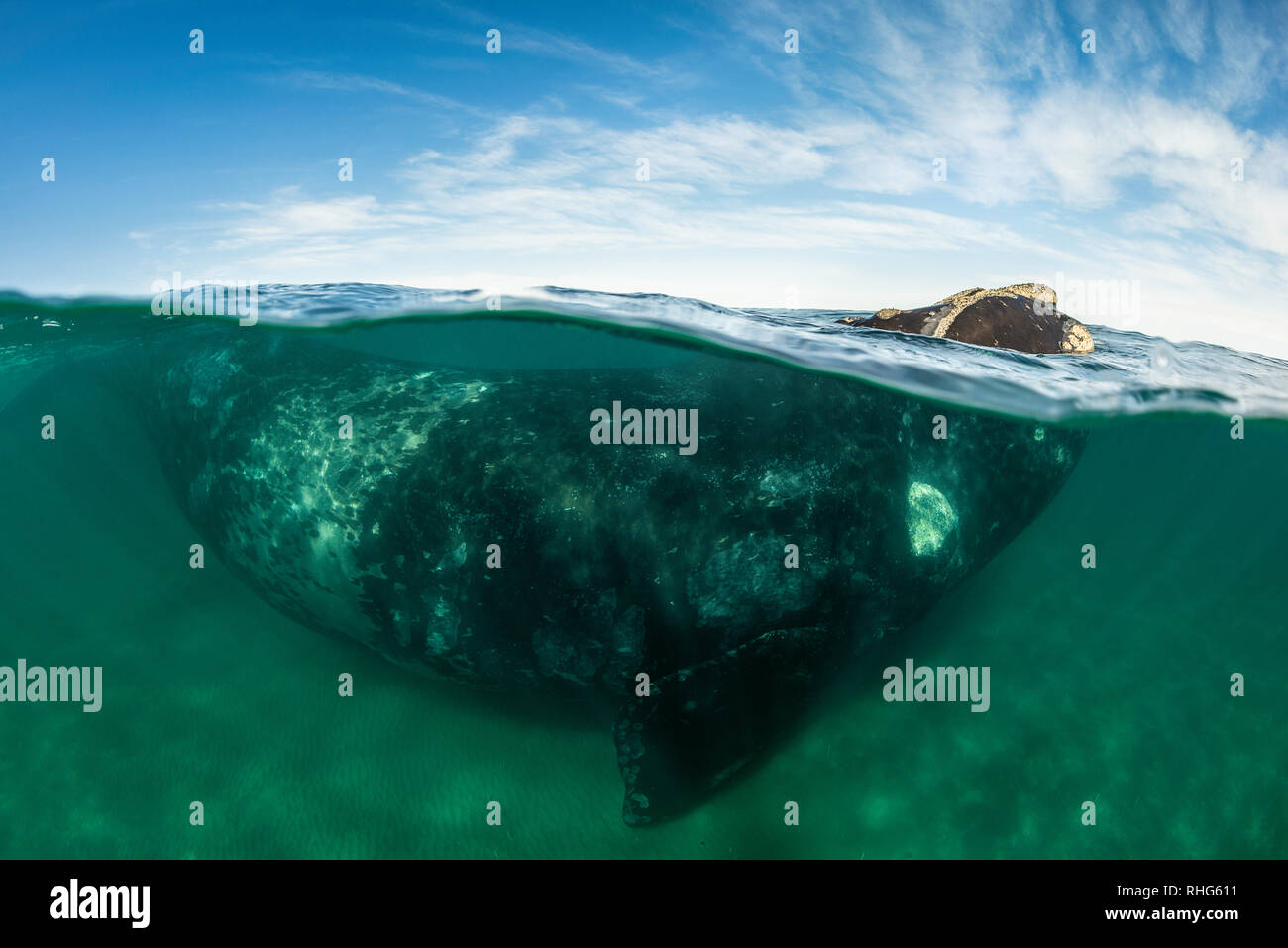 Split shot d'une baleine franche australe dans les eaux protégées peu profondes du golfe Nuevo, la Péninsule de Valdès, l'Argentine. Banque D'Images