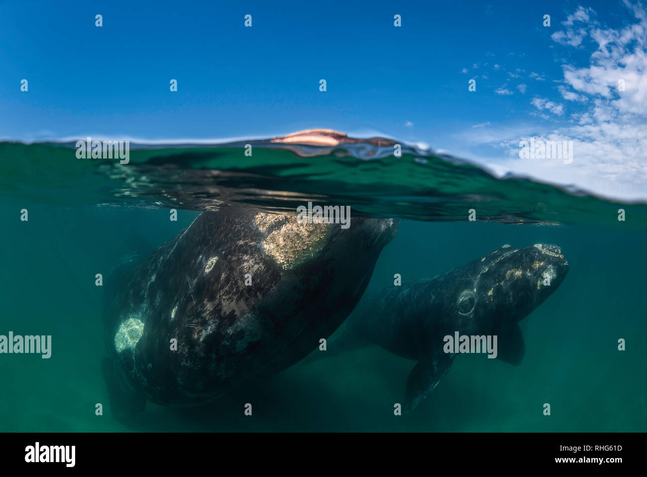 Split shot d'une baleine australe et son petit veau dans le golfe Nuevo, la Péninsule de Valdès, l'Argentine. Banque D'Images