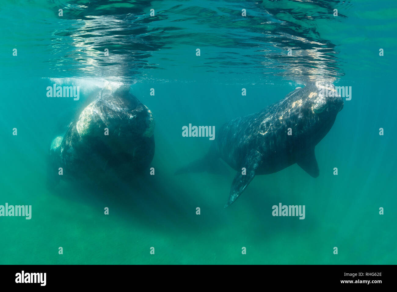 Baleine franche australe et son petit veau dans le golfe Nuevo, la Péninsule de Valdès, l'Argentine, au cours de la saison d'accouplement et de mise bas pour les baleines. Banque D'Images