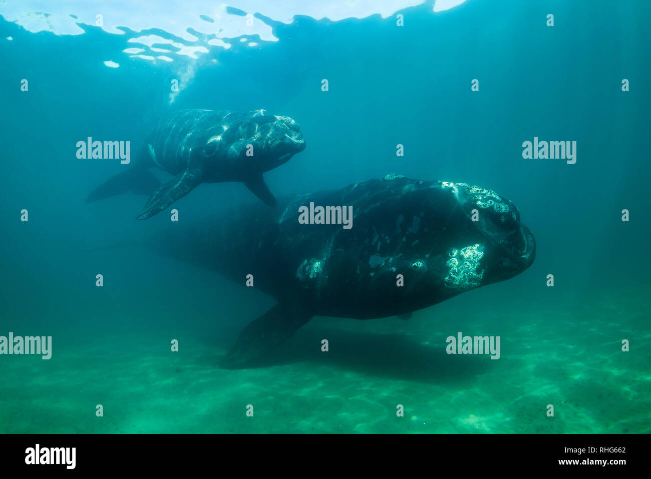 Baleine franche australe et son petit veau dans le golfe Nuevo, la Péninsule de Valdès, l'Argentine, au cours de la saison d'accouplement et de mise bas pour les baleines. Banque D'Images