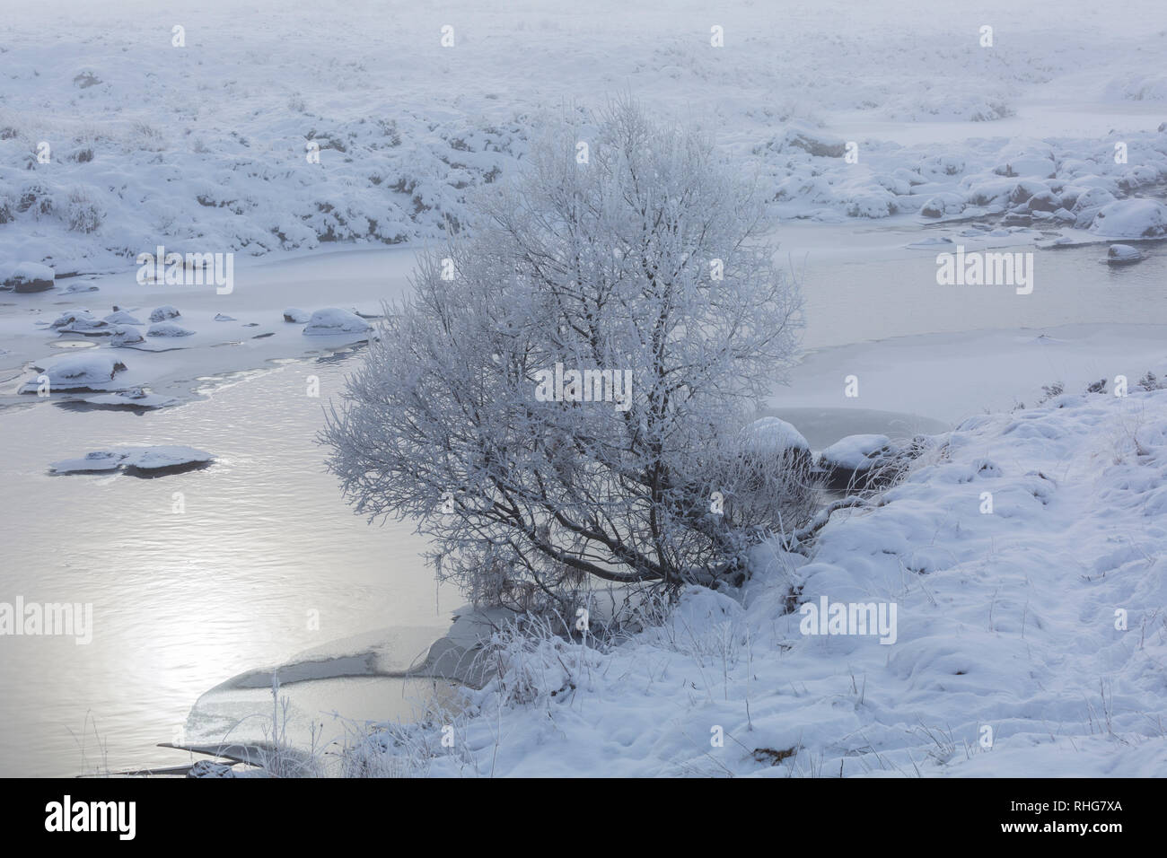 Froid matin d'hiver avec le loch congelé et arbre avec le soleil briser à Loch Rannoch Moor, Ba, l'Argyll and Bute en Janvier Banque D'Images