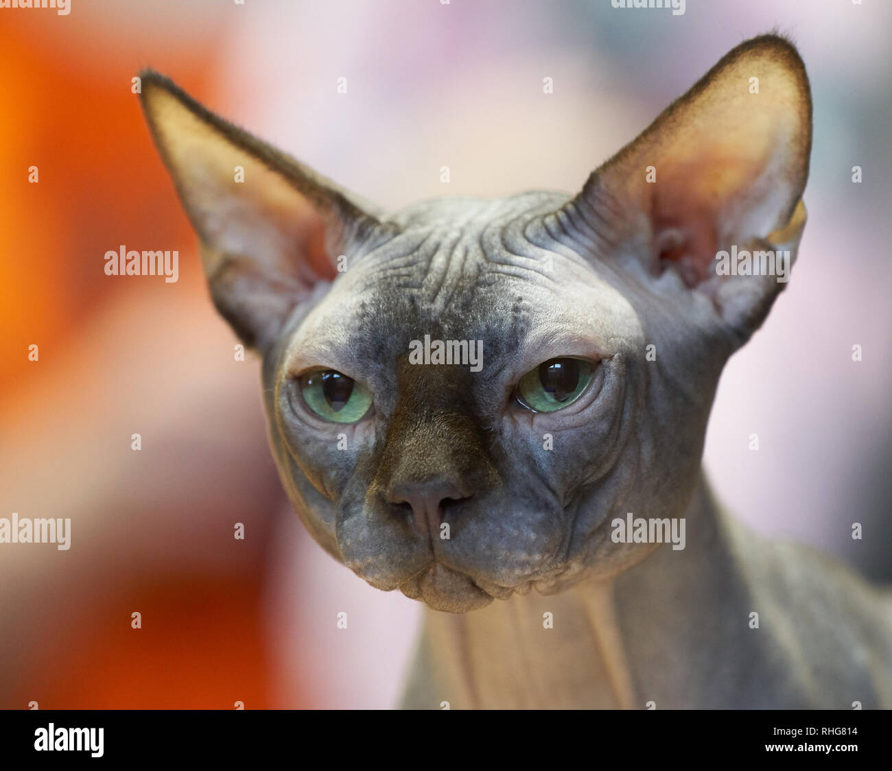 Chat Sans Poil Banque De Photographies Et D Images A Haute Resolution Alamy