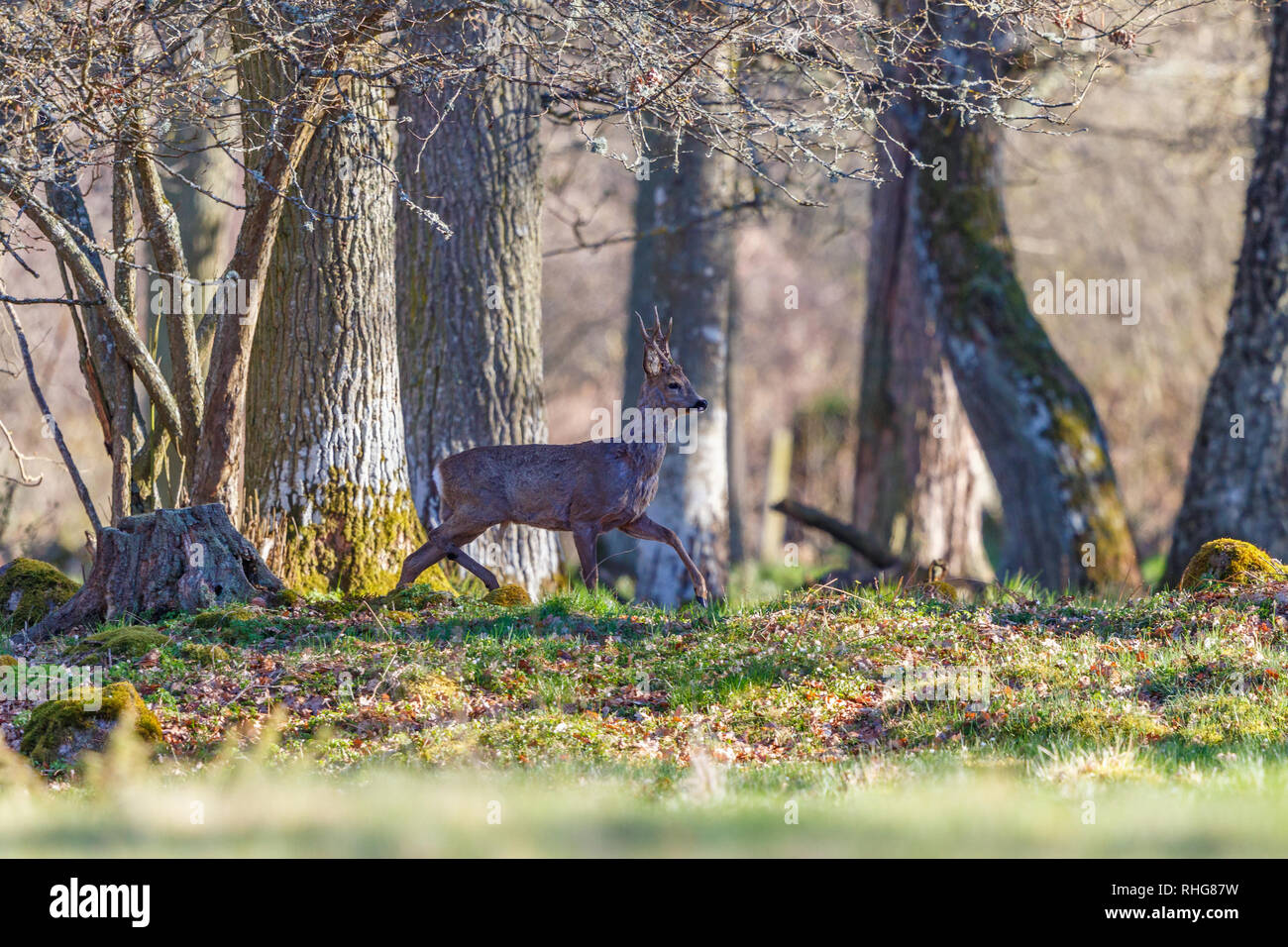 Roebuck marche dans la forêt au printemps Banque D'Images