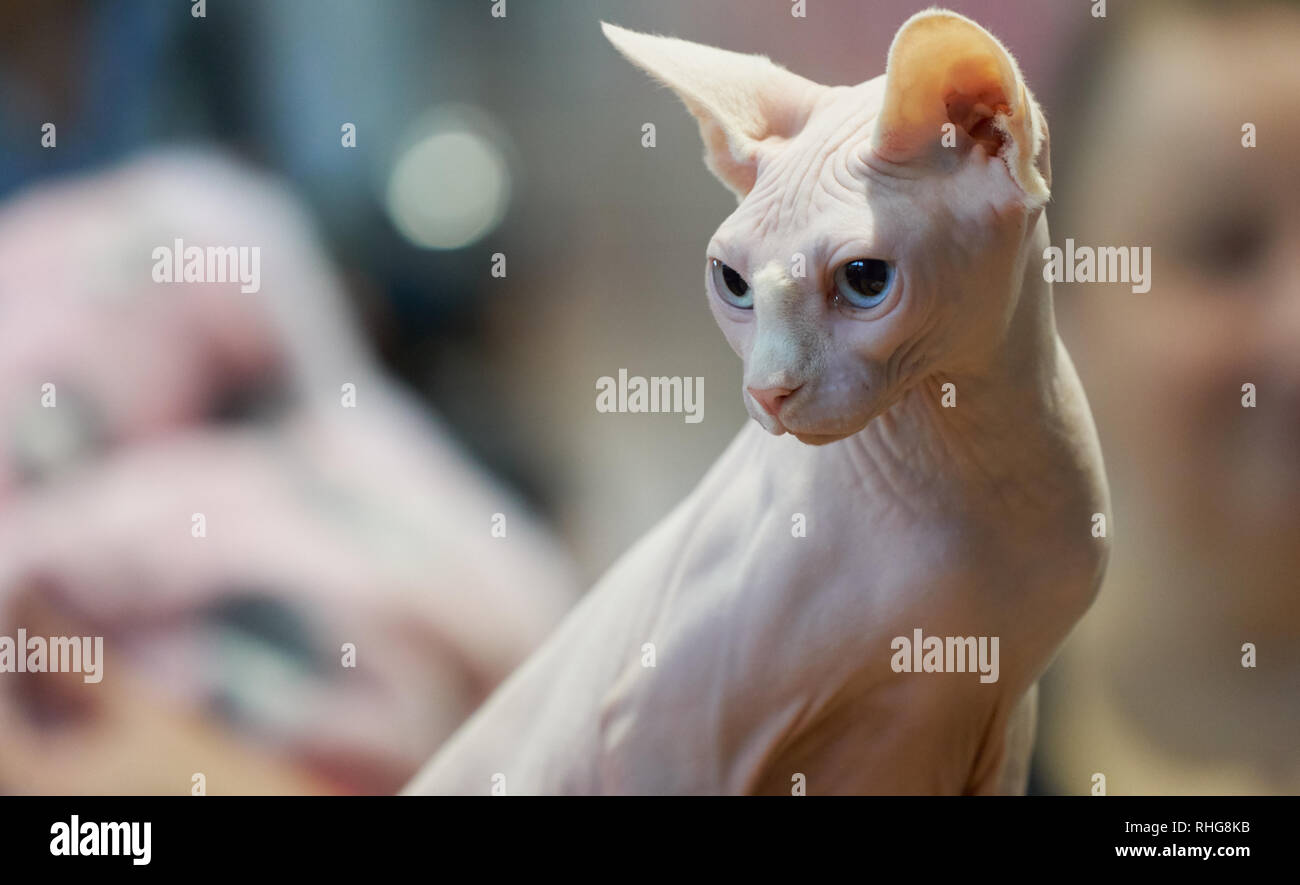 Portrait de chat Sphynx avec les yeux bleus et la peau sans poils, photographié en intérieur avec un arrière-plan flou doux. Banque D'Images