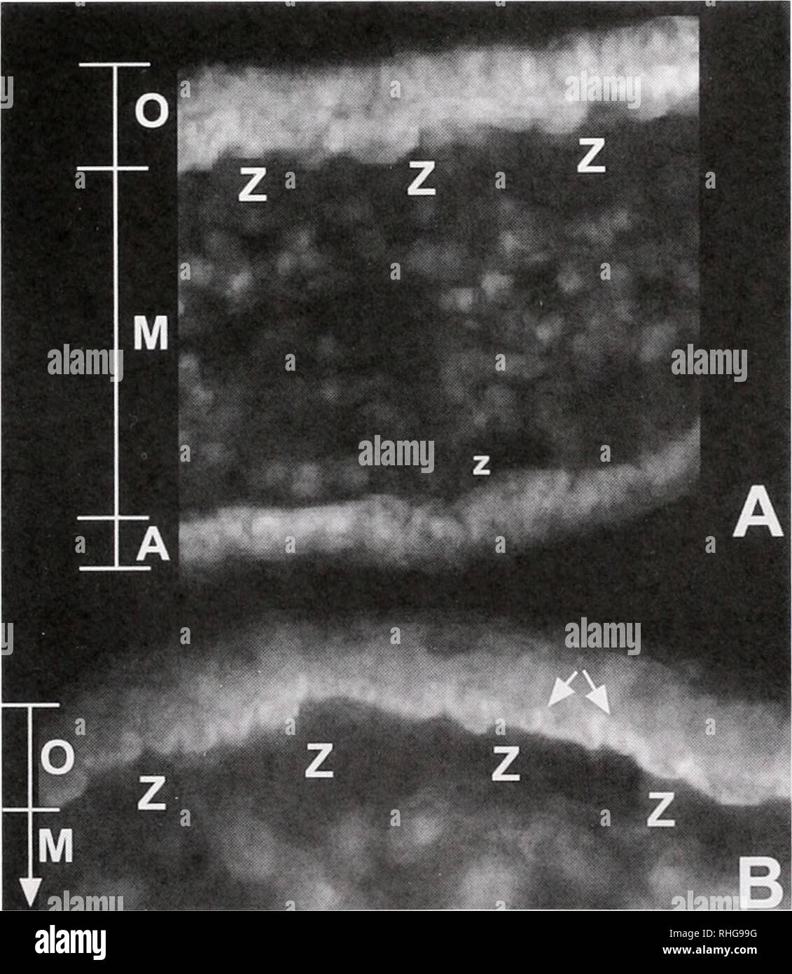 . Le bulletin biologique. Biologie ; zoologie ; biologie ; biologie marine. CA LOCALISATION DANS CASSIOPEA XAMACHANA 283 personnes sur une période de 8 semaines. Des tests t de Student appariés ont été utilisées pour comparer la densité des algues et de l'activité de l'AC dans le champ- État, semaine-3 blanchie, et semaine-5 repeuplé les échantillons. Une ANOVA à un certain nombre d'algues a été exécutée pour l'activité de l'AC et dans les comparaisons suivantes : marge de Bell et de tissus ; bras entre et parmi les aboral oral, et mesogleal : tissus et d'échantillons de tissus sur un transect de Bell à marge manubrium. Post hoc PLSD Scheffe tests ont été effectués sur tous les ANOVAs (Sokal et Roh Banque D'Images