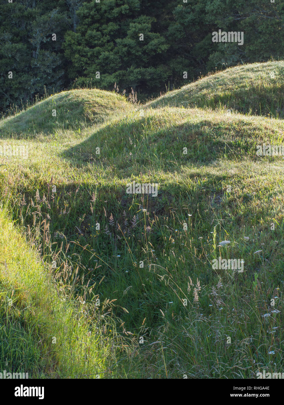 Mounds et creux, reste de la fortification du terrassement, Ruapekapeka, Northland, Nouvelle-Zélande Banque D'Images