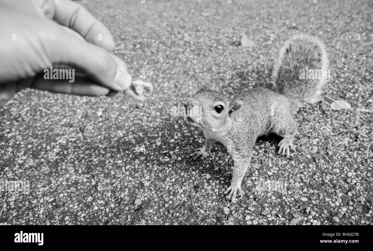 L'écureuil mignon manger dans le parc sur la rue publique.copie espace vide vide,pour le texte.Concept naturel et animal Banque D'Images
