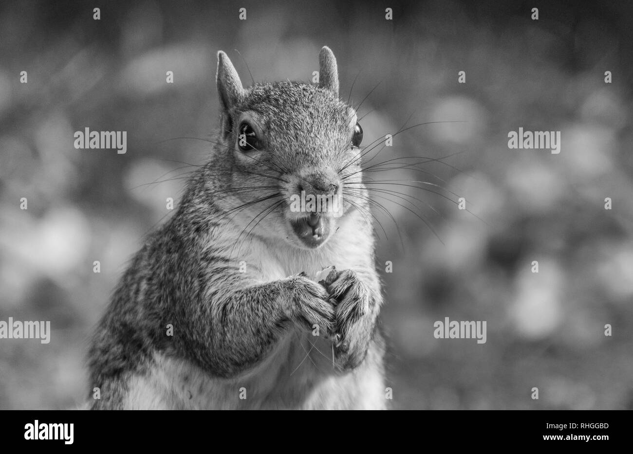 L'écureuil mignon manger dans le parc sur la rue publique.copie espace vide vide,pour le texte.Concept naturel et animal Banque D'Images
