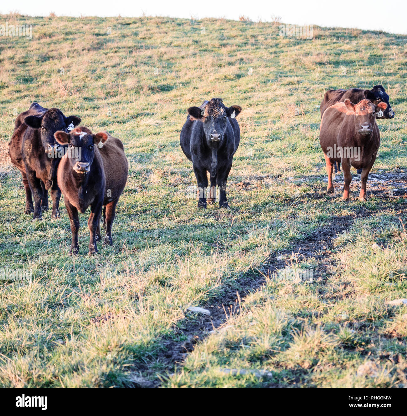 Groupe de vaches sur un pâturage dans le centre du Kentucky Banque D'Images