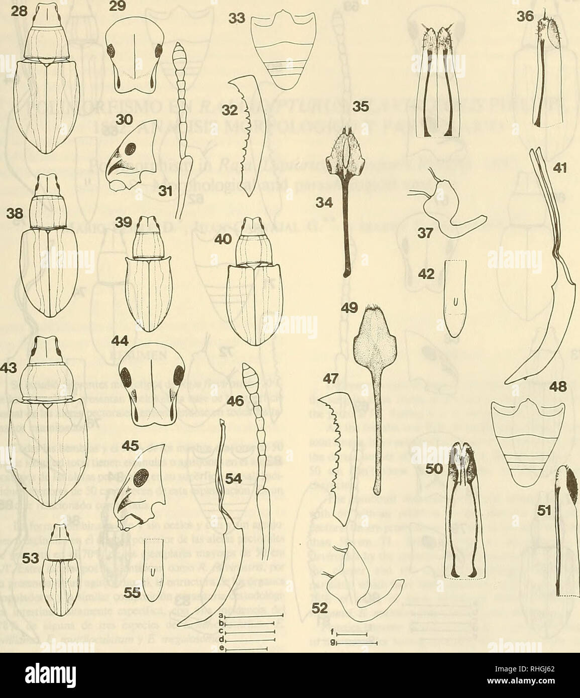 . Boletin de la Sociedad de Biología de Concepción. Sociedad de Biología de Concepción ; biologie ; la biologie. Bol. Soc. Biol. Concepción. Le Chili. Tomo 61, 1990. Lámina 2. E. 9 lizeri morfotipo glaucus (Figs. 28-37) : 28, vista de dorsale cabeza, élitros ; 29 y pronoto, cabeza en vista fron- tal ; 30 cabeza en vista ; 31 latéral, Antena ; 32, 1 ; 33 tibia, esternitos esternito 1-5 ; 34, 8 ; 35, oviscapto en vista 36 oviscapto ; ventrale, latérale en vista ; 37, espermateca. g morfotipo elongatus. Fig. 38, vista, cabeza de dorsale pronoto y élitros morfotipo griseus, g, fig. 39, vista, cabeza de dorsale pronoto y é Banque D'Images