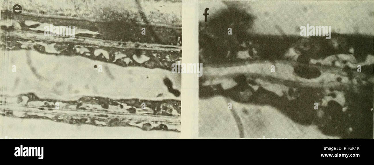 . Boletin de la Sociedad de Biología de Concepción. Sociedad de Biología de Concepción ; biologie ; la biologie. Figure 2. Microfotografía que muestra : a) Vista general de barras de Ch. branquiales, chorus (contrôle) (10 X). b) Vista Parcial de una barra branchiale, se muestra de vacuolización conectivo tejido (40 X). c) Detalle de barra branchiale de organismo "control" (nótese la actividad ciliar y la ausencia de vacuolización (100 X)). d) Detalle de barra branchiale de organismo sometido a una concentración de 57 ng 1' (nótese ciliar el deterioro y la presencia de vacuolas (100 X)). e) Detal Banque D'Images