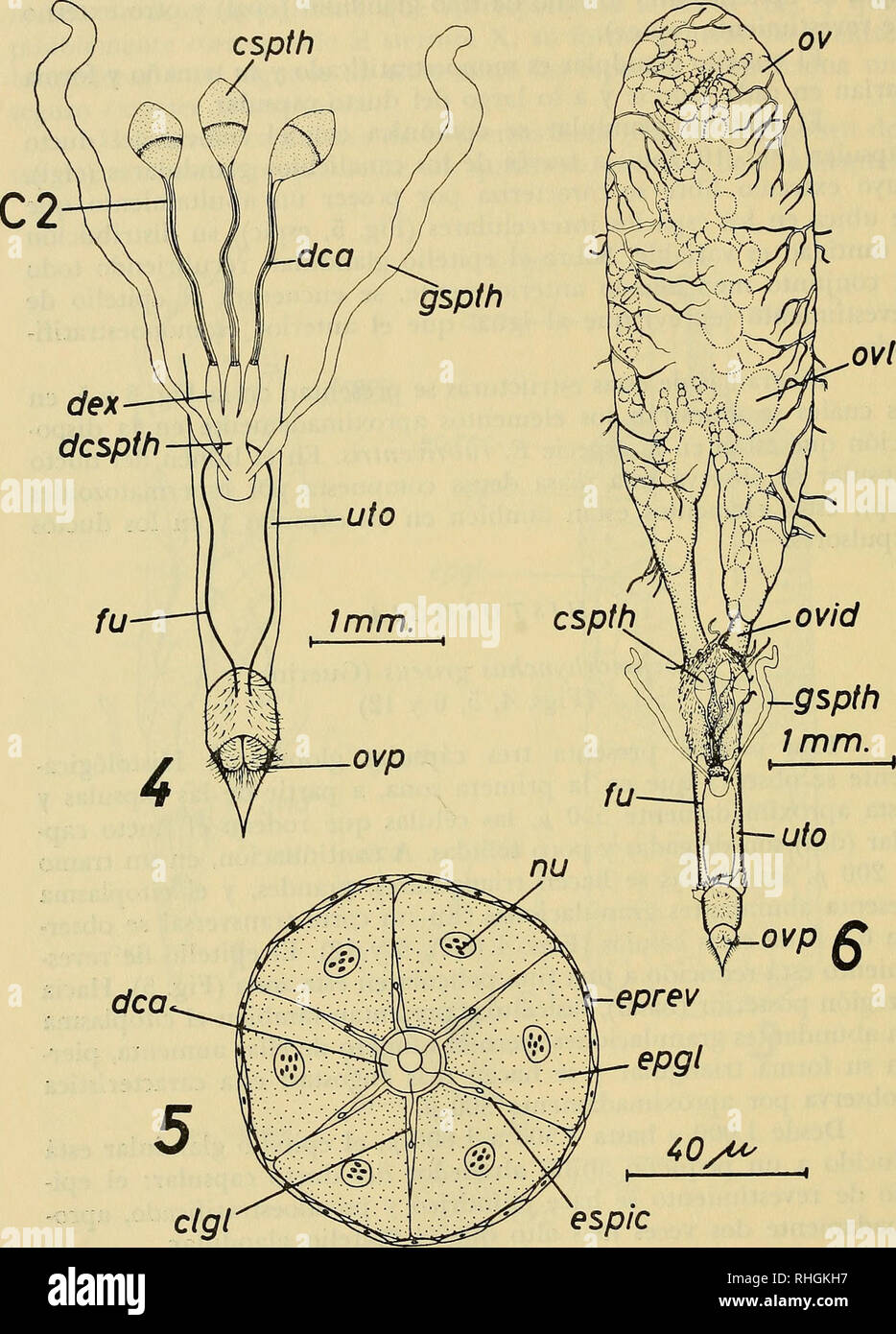 . Boletin de la Sociedad de Biología de Concepción. Sociedad de Biología de Concepción ; biologie ; la biologie. Bol. Soc. Biol. de Concepción, Tomo XLIX, 1975.. Je fie - Lochmorhynchus griseus (Guerin), spermathèque glándulas de la sperma- thèque y ovipcsitor. Fig. 5.-Diagrama de un corte del histológico ducto contracture de Lochmorhynchus griseus (Guerin). Fig. 6.- Lochmorhynchus griseus (Guerin), aparato reproductor de la hembra en vista dorsale. -200-. Veuillez noter que ces images sont extraites de la page numérisée des images qui peuvent avoir été retouchées numériquement pour plus de lisibilité - coloration et l'aspect o Banque D'Images