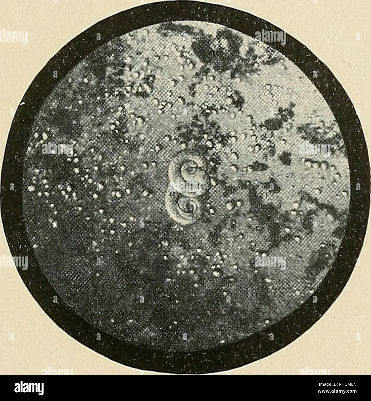 . Boletin de la Sociedad de Biología de Concepción. Sociedad de Biología de Concepción ; biologie ; la biologie. FIG. 3.-Mici'ofotografía de una larve de Trichinella spiralis libre en el contenido gástrico de un experimentalmente infectado en el ratón Labo- ratorio de Parasitología. (Instituto de Biología Général).. Veuillez noter que ces images sont extraites de la page numérisée des images qui peuvent avoir été retouchées numériquement pour plus de lisibilité - coloration et l'aspect de ces illustrations ne peut pas parfaitement ressembler à l'œuvre originale.. Sociedad de Biología de Concepción, Sociedad de Bioquímica de Concep Banque D'Images