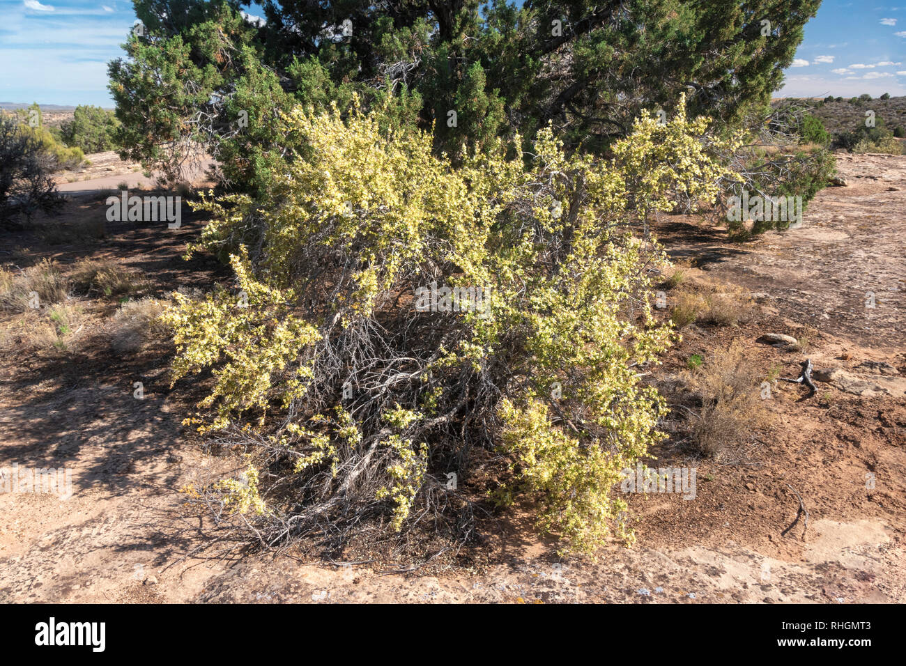 Falaise Rose, Purshia Mexicana. Fleurs odorantes attirent les abeilles et autres insectes. polinators Les Hopis et Paiute utilisez l'écorce intérieure du shub pour faire effectuer de Banque D'Images