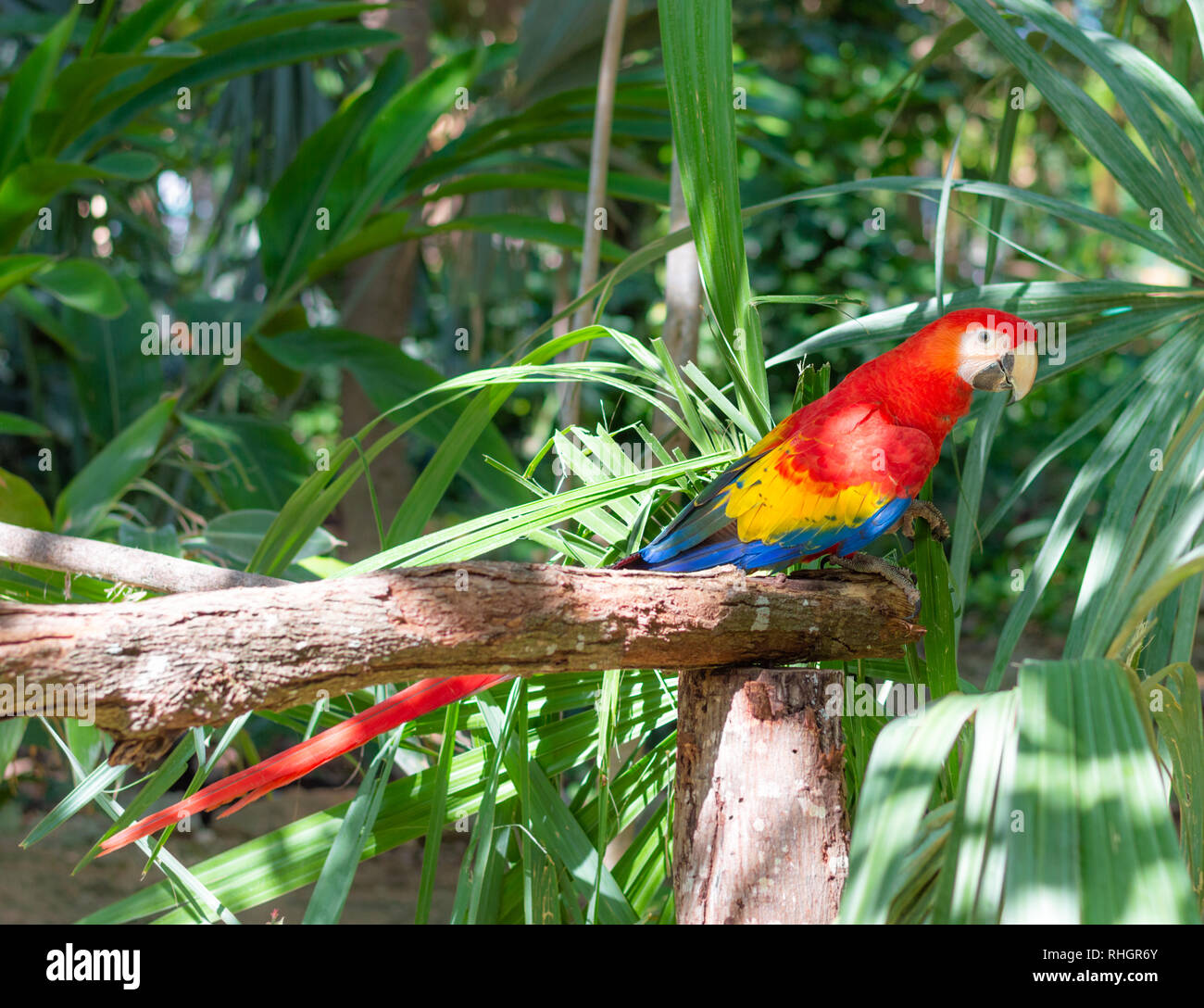 Ara rouge assis sur une branche au Yucatan, Mexique. Banque D'Images