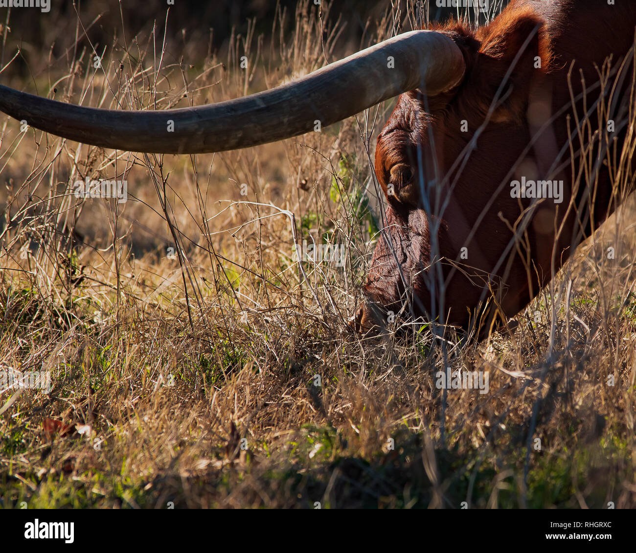 Un Texas Longhorn, la mascotte de l'Université du Texas, broute dans un pâturage à Georgetown, juste au nord de la ville d'Austin. Banque D'Images